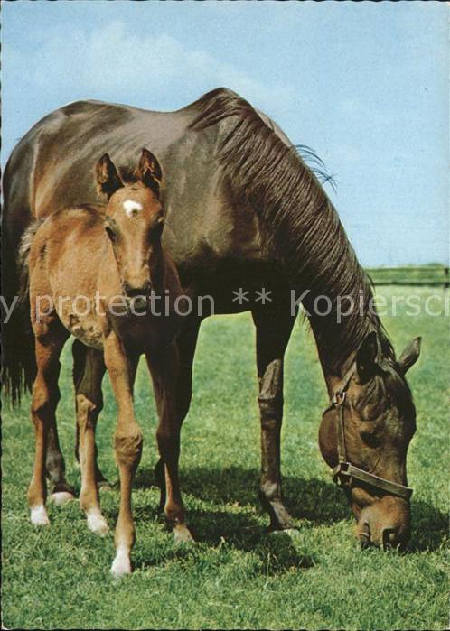 Pferde Pony