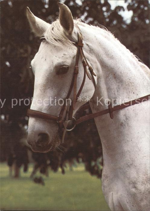 Pferde cheval cavallo horse