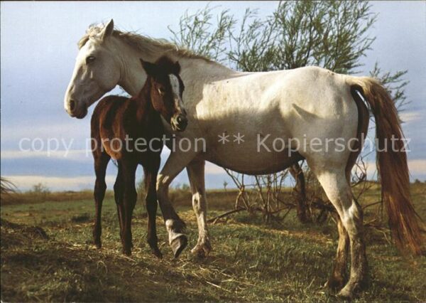 Pferde Pony Camargue