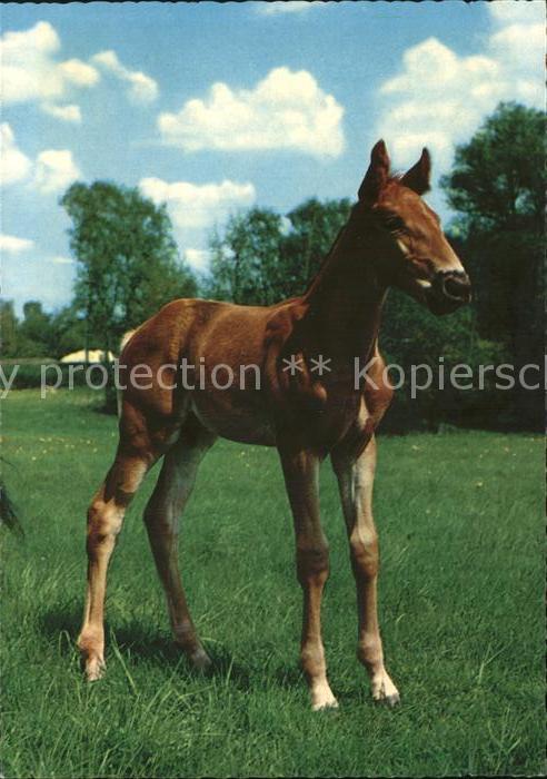 Pony Tiere