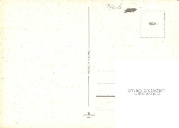 Pferde – Bild 2