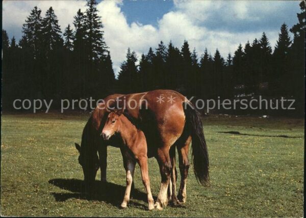 Pferde Pony Paturage du Jura