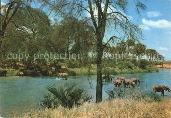 Elefant Afrika