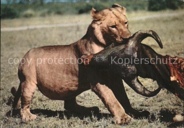 Loewe Buffalo Büffel Afrika