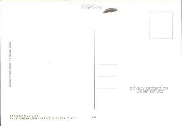 Loewe Buffalo Büffel Afrika – Bild 2