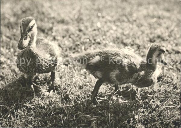 Enten