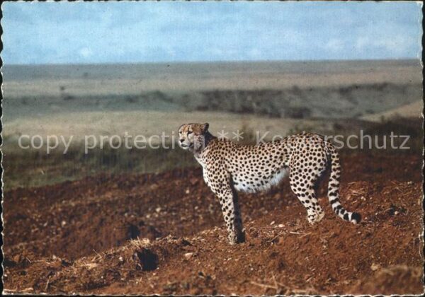 Tiere Gepard Cheetah
