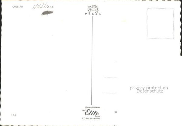 Tiere Gepard Cheetah – Bild 2