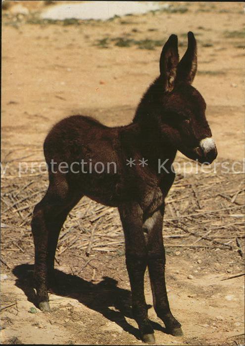 Esel Tiere