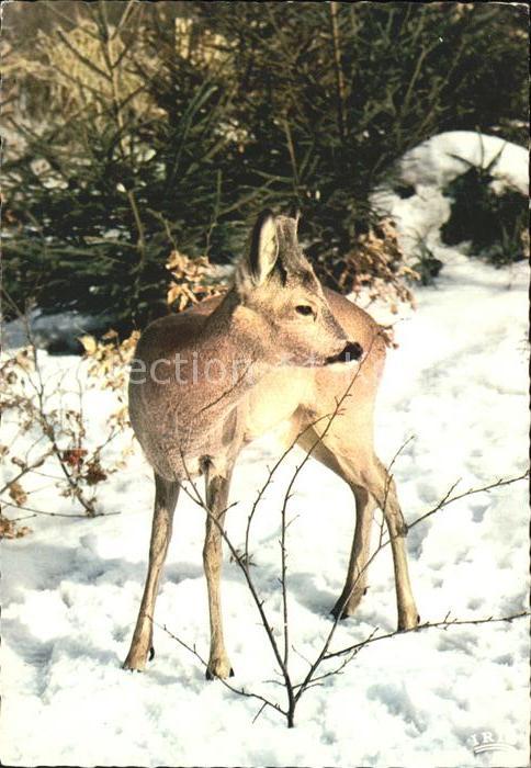 Reh Rehkitze faon fawn