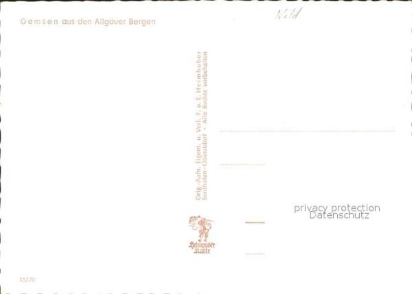 Gemse Allgäuer Bergen – Bild 2