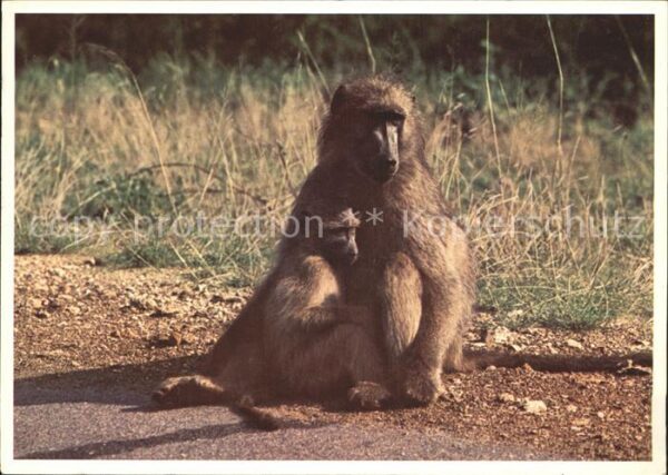 Affen Pavian Baboon Südafrika