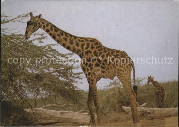 Giraffe Maasai