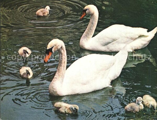 Schwan Schwanenfamilie