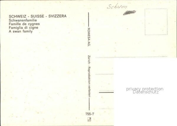 Schwan Schwanenfamilie – Bild 2