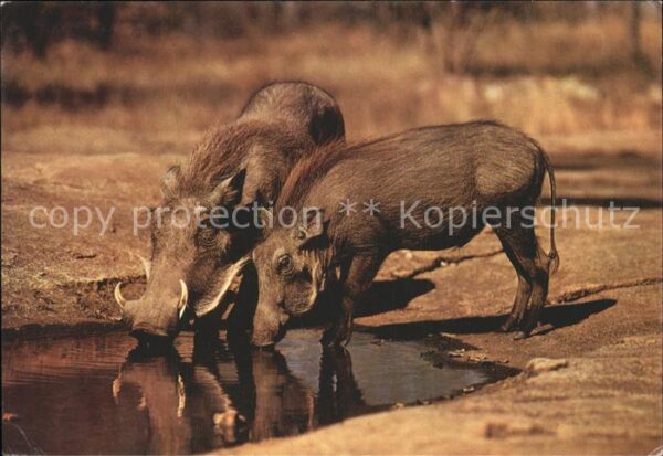 Schweine Wildschweine warthog