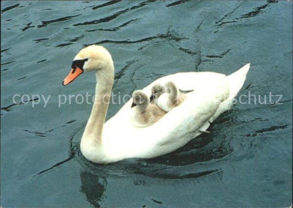 Schwan