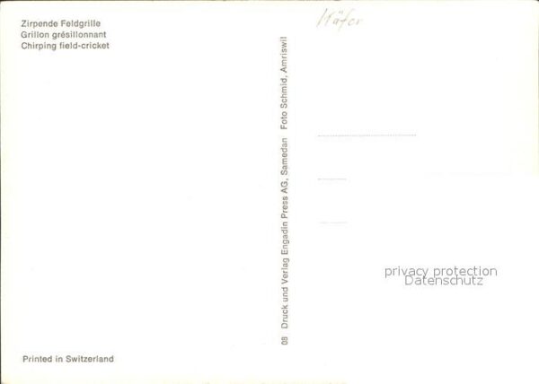 Insekten Käfer Feldgrille – Bild 2