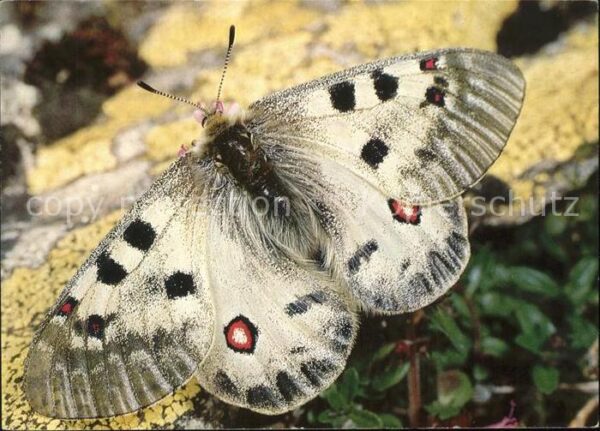 Schmetterlinge Alpenapollo Parnassius phoebus sacerdos
