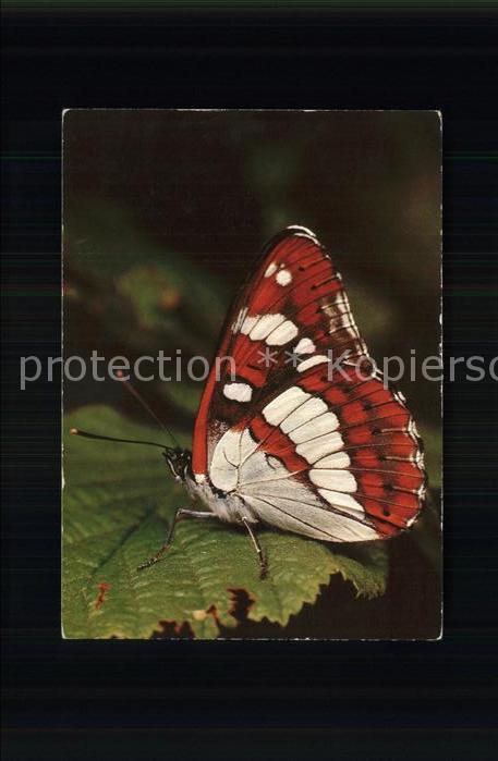 Schmetterlinge Blauschiller Limenitis anonyma Lewis
