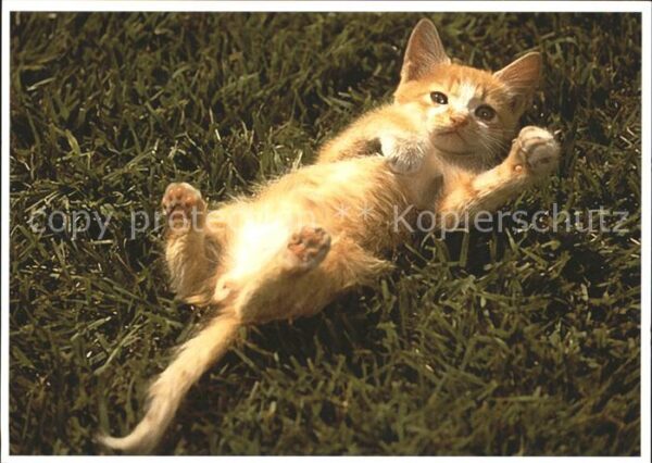 Katzen