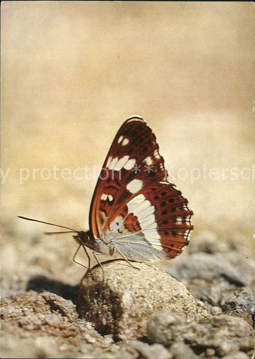 Schmetterlinge Eisvogel Limentis camilla