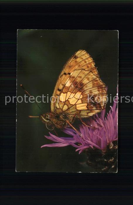 Schmetterlinge Scheckenfalter Brenthis ino