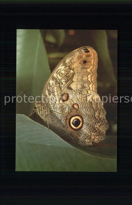 Schmetterlinge Caligo eurilochus Bananenfalter