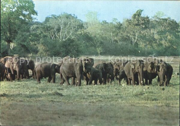 Elefant Herde Lahugalla Sri Lanka