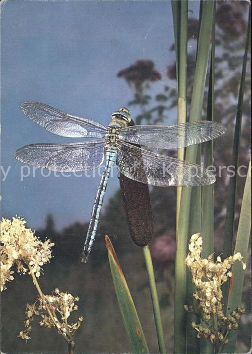 Insekten Libelle Libellula