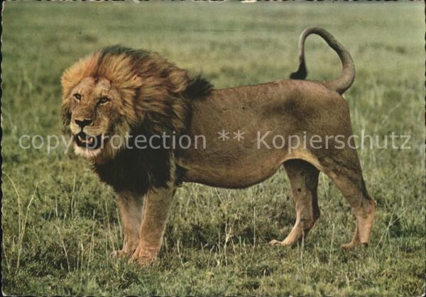 Loewe leeuw lion leone