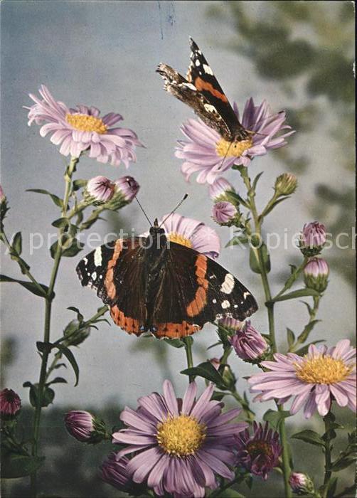Schmetterlinge Blumen