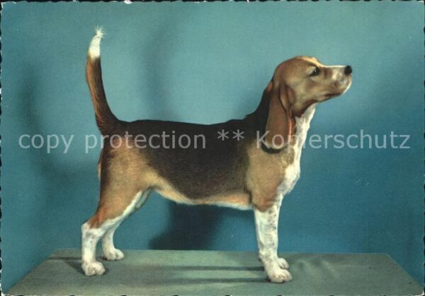 Hunde