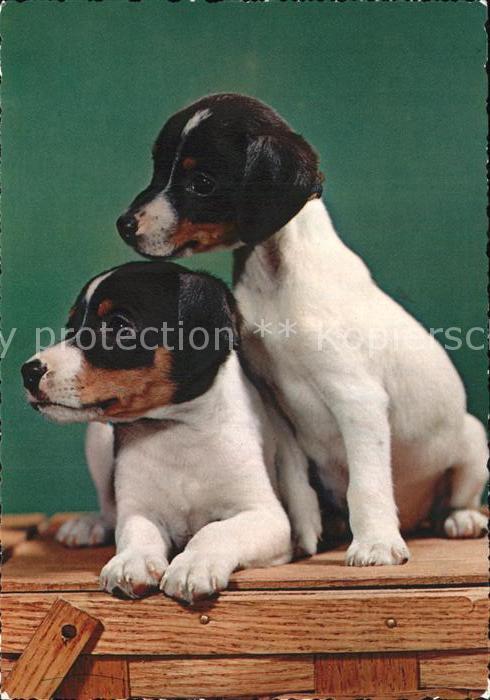 Hunde