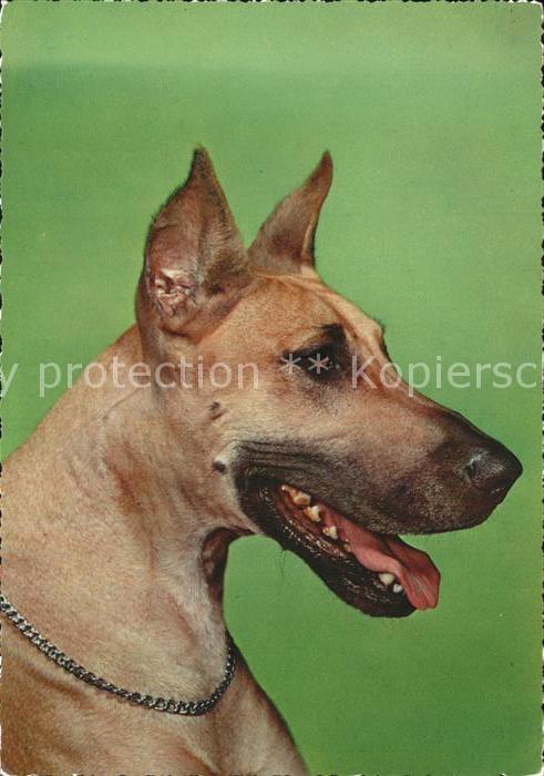 Hunde