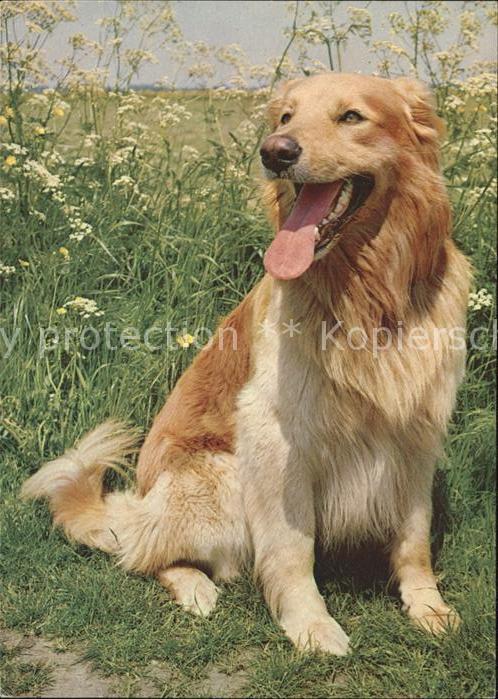 Hunde Golden Retriever