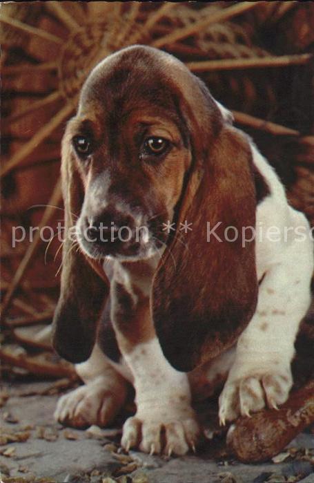 Hunde Bassett