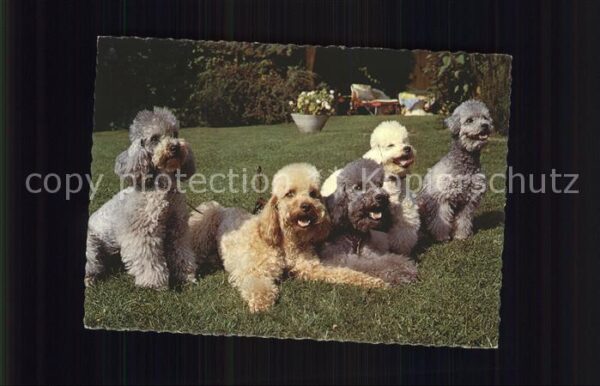Hunde Pudel