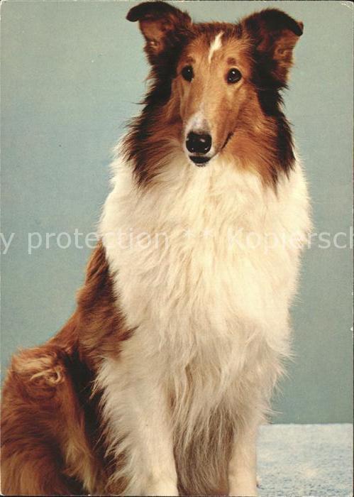 Hunde Collie