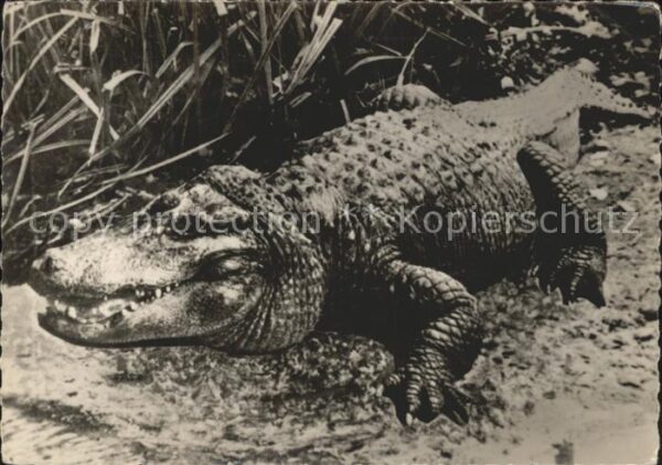 Tiere Krokodil
