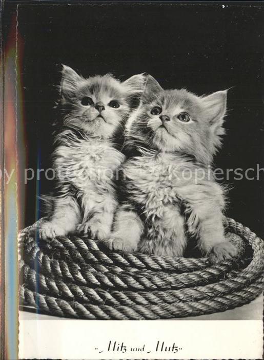 Katzen