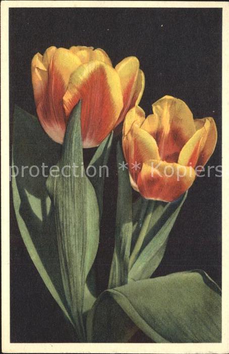 Blumen Darwin-Tulpen Tulipa hybrida