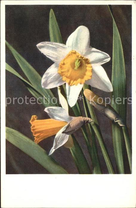 Blumen Gelbe Narzisse Jonquille