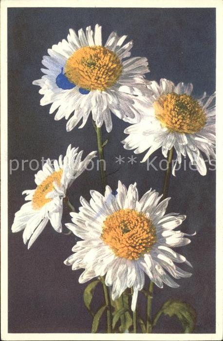 Blumen Anemonen Chrysanthemen