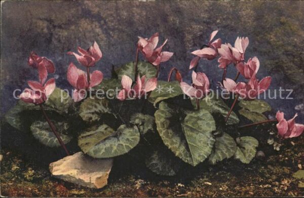 Verlag Photochromie Nr. 1191 Serie 545 Cyclamen europaeum