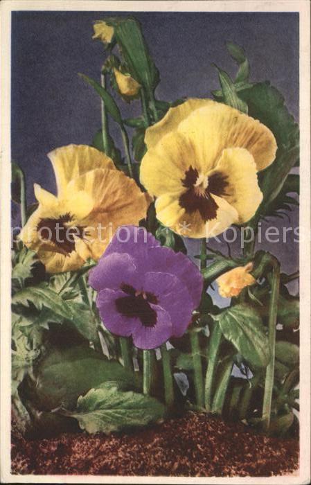 Blumen Stiefmütterchen viola tricolor