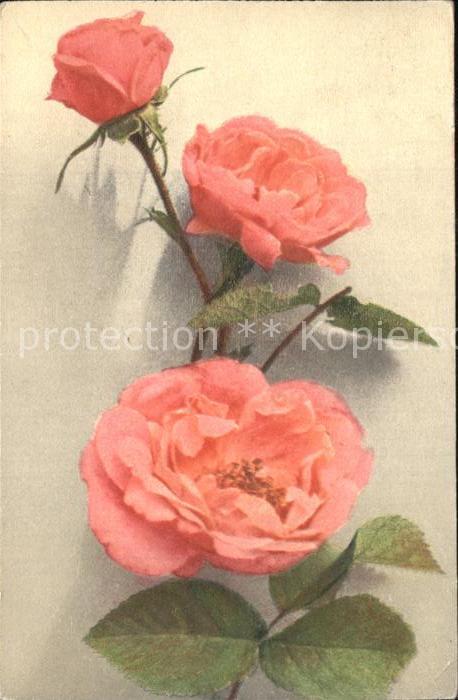 Rosen