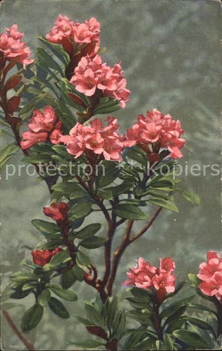Verlag Photochromie Nr. 1564 Serie 593  Rhododendron ferrugineu