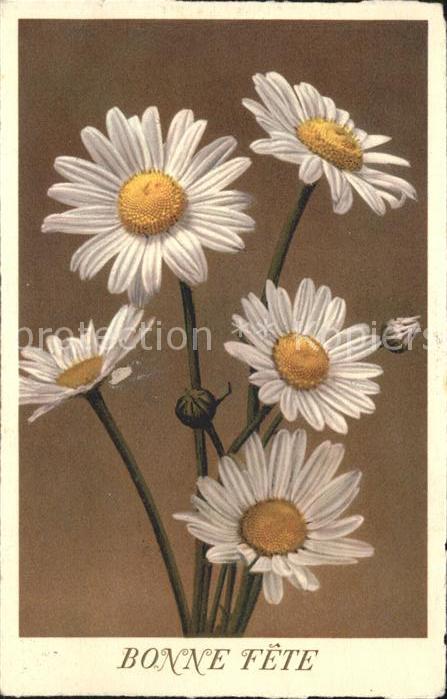 Blumen Margeriten Glückwunsch