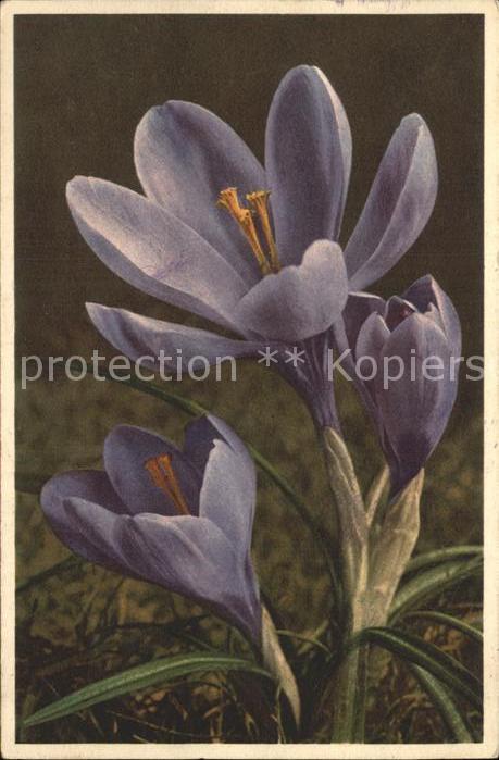 Blumen Großblumiger Krokus